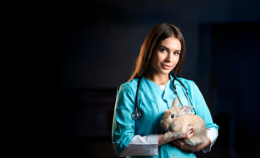 Medicina Veterinária – Bacharelado